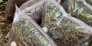 Itali/Zbulohen plantacione droge me vlerë 350 mijë euro, arrestohen 2 shqiptarë