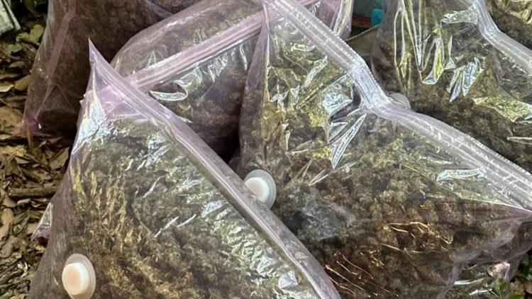 Itali/Zbulohen plantacione droge me vlerë 350 mijë euro, arrestohen 2 shqiptarë