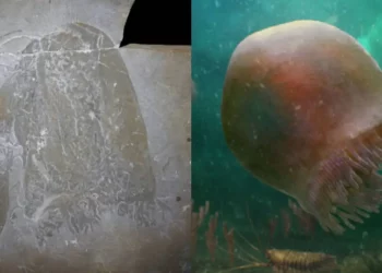 Zbulohet një kandil deti 500 milionë vjeçar në Kanada