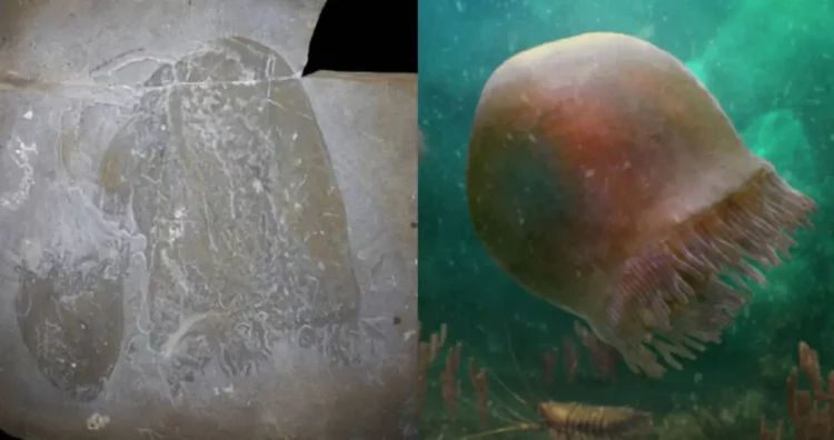 Zbulohet një kandil deti 500 milionë vjeçar në Kanada