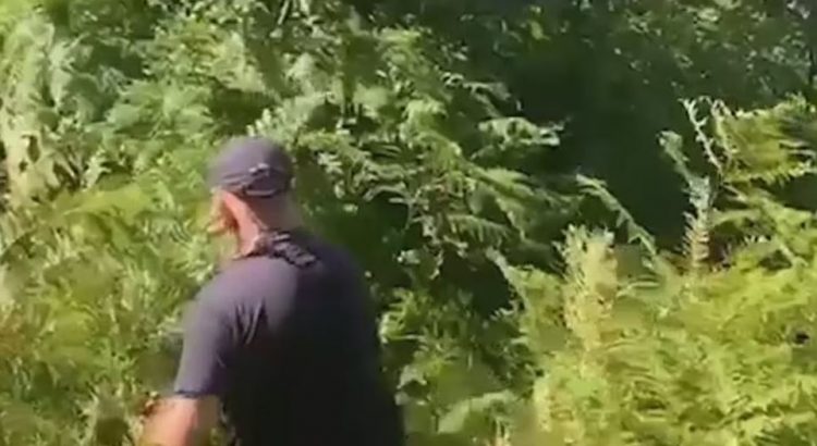 Kanabis në Zall Herr, VOA:Përpjekjet për kultivimin e drogës kanë përfshirë edhe ushtrinë