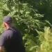 Kanabis në Zall Herr, VOA:Përpjekjet për kultivimin e drogës kanë përfshirë edhe ushtrinë