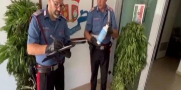 Zbulohet plantacioni i madh i drogës mes pyjeve në Itali, arrestohet i riu shqiptar