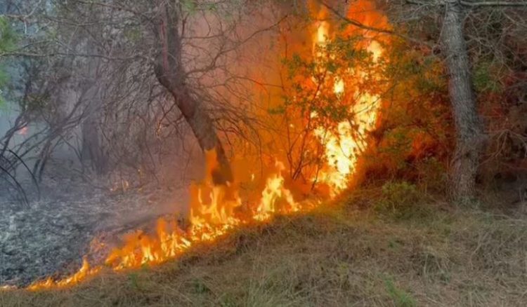Flakët përhapen me shpejtësi në pyllin me pisha në Fier, pritet ndërhyrja nga ajri