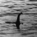 A ekziston vërtetë përbindëshi i Loch Ness? Shkencëtarët gjejnë provat