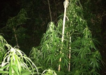 Kultivoi 305 rrënjë kanabisi në 3 vende të ndryshme, arrestohet i riu në Krujë