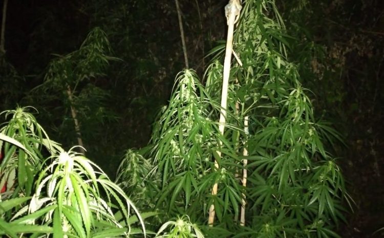 Kultivoi 305 rrënjë kanabisi në 3 vende të ndryshme, arrestohet i riu në Krujë