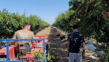 Prodhimi i tyre vazhdon deri në Dhjetor, shega izraelite piqet edhe në Divjakë