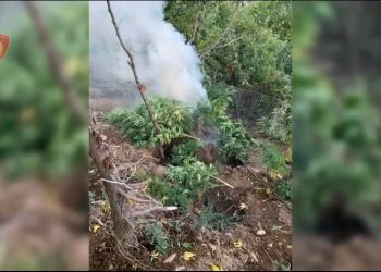 1000 policë dhe 20 dronë në terren, asgjësohen mbi 7 mijë rrënjë kanabis