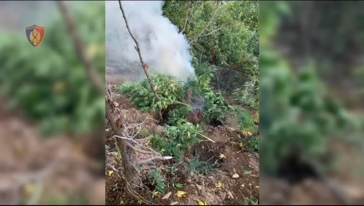 1000 policë dhe 20 dronë në terren, asgjësohen mbi 7 mijë rrënjë kanabis
