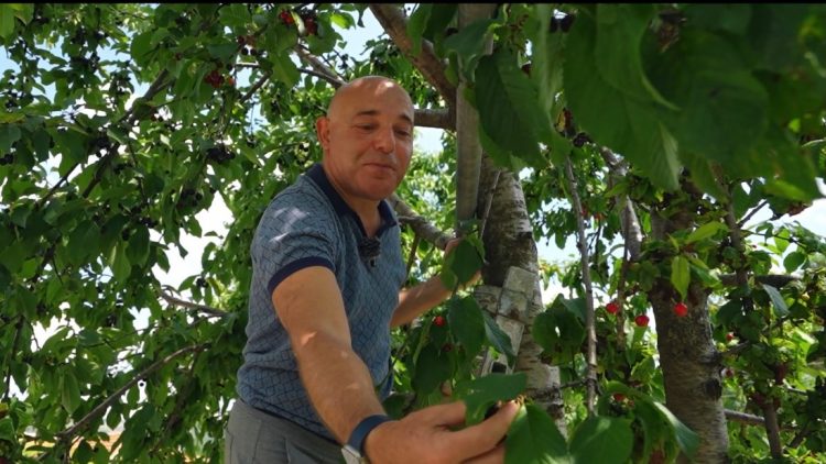 “Kur isha fëmijë s’ma mbante të vidhja qershi”, Fevziu ngjitet në majë të pemës