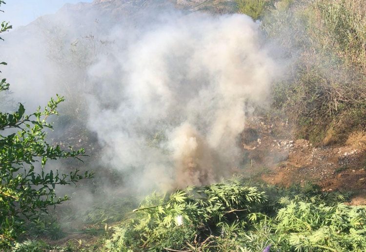 Asgjësohen 10 920 bimë kanabis, pezullohen 4 policë në Velipojë