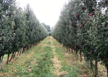 Nis verifikimi i dëmeve nga breshëri, fermerët: Presim ndihmë nga qeveria