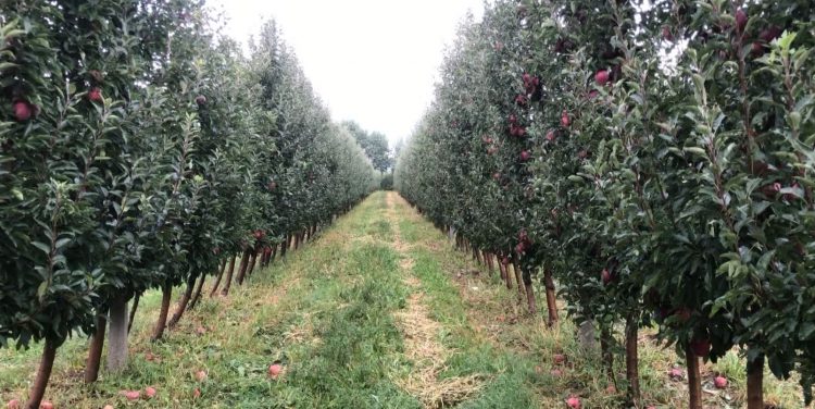 Nis verifikimi i dëmeve nga breshëri, fermerët: Presim ndihmë nga qeveria