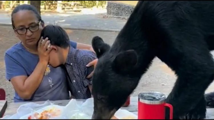 VIDEO/ “Miku” i paftuar i prish piknikun familjes në Meksikë, ariu afrohet në tavolinë dhe…