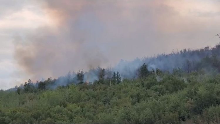 Përfshihen nga zjarri kodrat e Radostinës dhe Shëndellisë në Fier