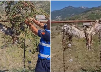 Përmet/ U kryqëzua në një gardh për t’u balsamosur, shqiponja nuk i mbijeton plagëve