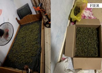 Kishte vënë për të tharë rreth 2 kg kanabis në banesë, arrestohet 43-vjeçari në Fier