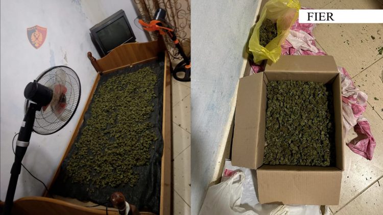 Kishte vënë për të tharë rreth 2 kg kanabis në banesë, arrestohet 43-vjeçari në Fier