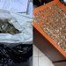 “Tempulli”/Shisnin drogë të ndarë në doza të vogla pranë shkollave, arrestohen 5 të rinj