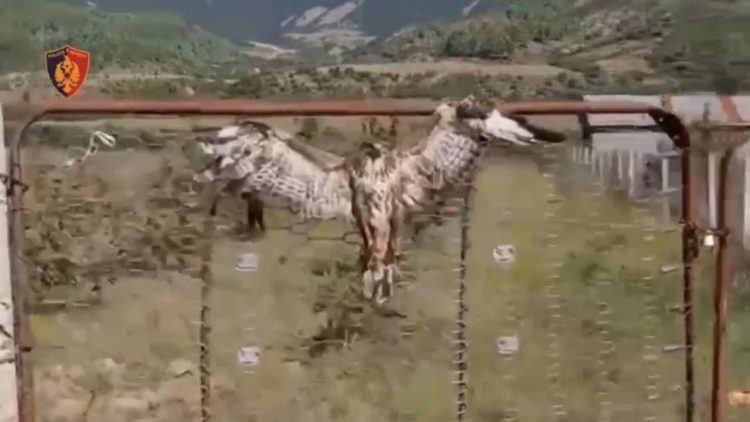 VIDEO/ Qytetari në Përmet plagos shqiponjën, e var në portë për ta balsamosur