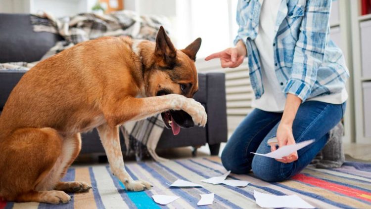 Këto janë 7 fobitë më të përhapura të qenve