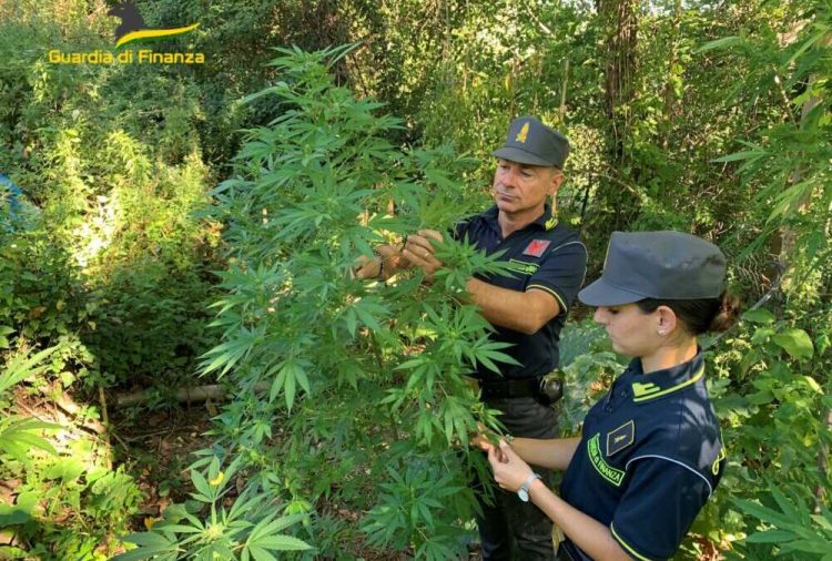Kultivonin kanabis, policia italiane arreston 2 shqiptarë