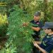 Kultivonin kanabis, policia italiane arreston 2 shqiptarë