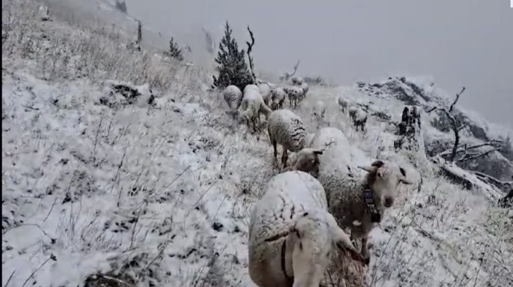 Reshjet e para të dëborës zbardhin malin e Gjallicës në Kukës