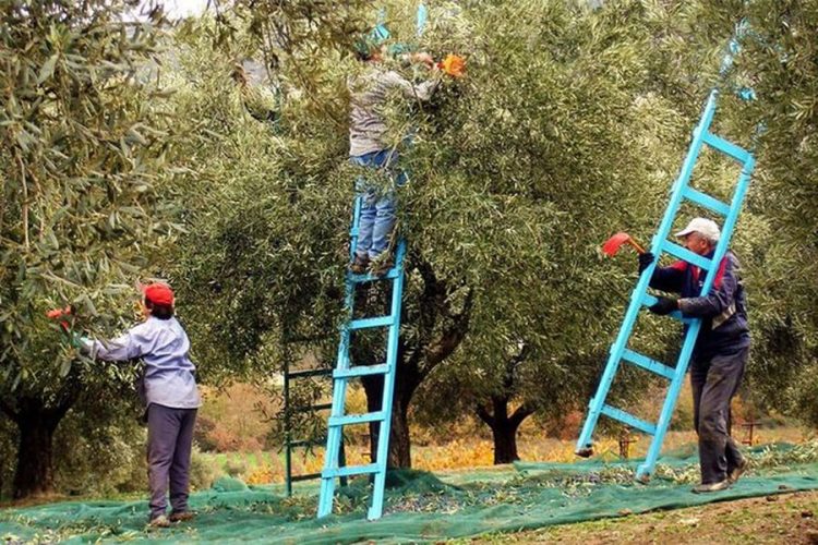 Greqia në krizë për punëtorë, ministri i Emigracionit jep lajmin e mirë për shqiptarët