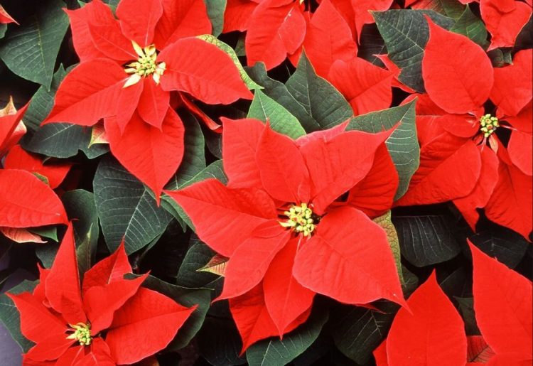 A e dini pse e kuqja është ngjyra mbizotëruese e Krishtlindjeve?