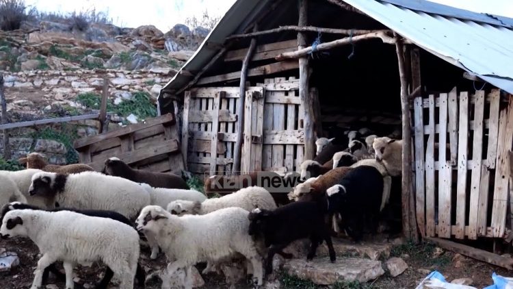 Emigrimi prek dhe mjekët veterinarë