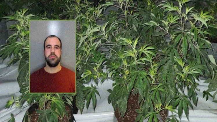 I diplomuar për arte në Shqipëri, 24-vjeçari shqiptar kapet në “shtëpi bari” në Angli