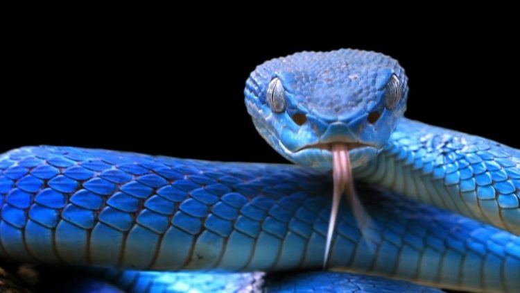 Së shpejti një antidot universal kundër helmit të gjarprit