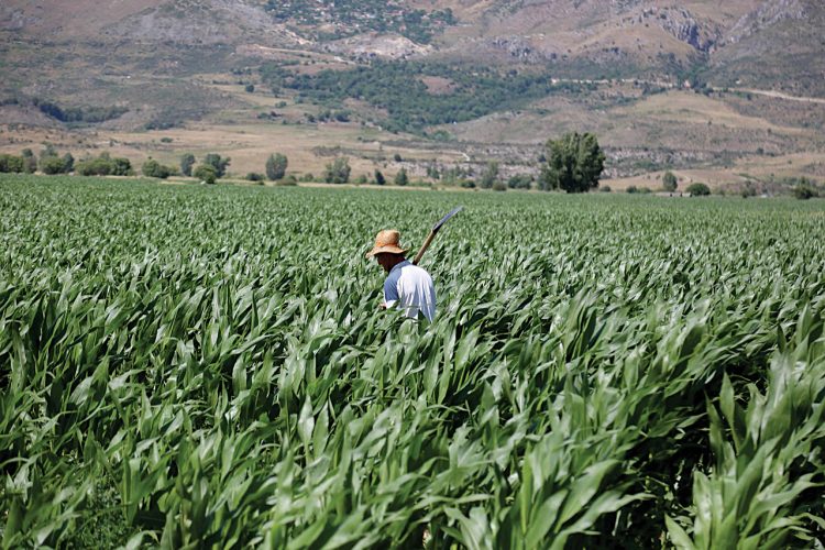 Po na mbysin importet/ Ushqimet e importuara zënë 80% të tezgave