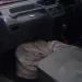 Po transportonin drogë, në pranga dy trafikantët në Krujë. Policia u gjen thesin e kanabisit në makinë