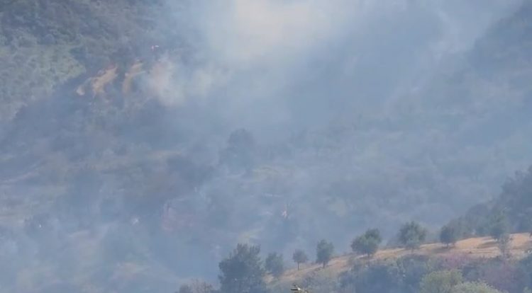 Zjarri në Peshtan/ Policia: Një shkëndijë nga motorsharra dogji 100 rrënjë ullinj