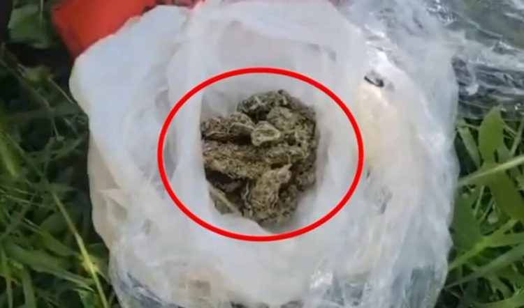 Iu gjetën doza kanabisi gati për shitje, arrestohet 25-vjeçari në Lushnje