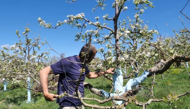 Shtohen ndjeshëm sipërfaqet me pemë frutore në Dibër