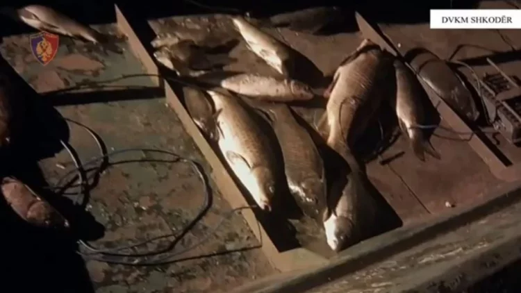 Po peshkonin në liqenin e Shkodrës në mënyrë të paligjshme, vihen nën hetim dy persona