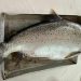 Kapet korani 13 kg në Pogradec