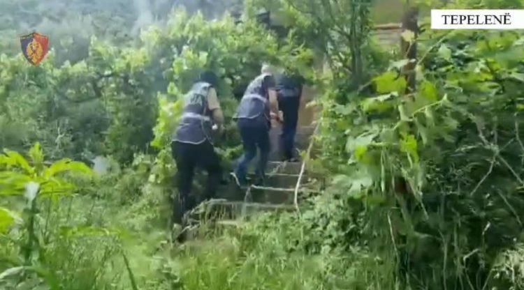 Përshtatën banesën për kultivim të 249 bimëve narkotike, shpallen në kërkim dy persona në Tepelenë