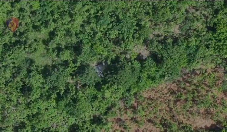 Aksion antidroge në Lezhë/ Arrestohen 4 shtetas dhe shpallen në kërkim 3 të tjerë