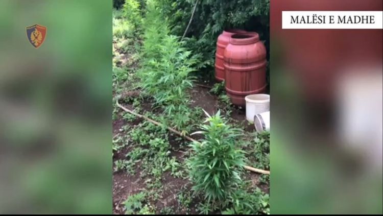 Malësi e Madhe/ Sekuestrohen fidanë, bimë narkotike dhe një sasi municioni luftarak