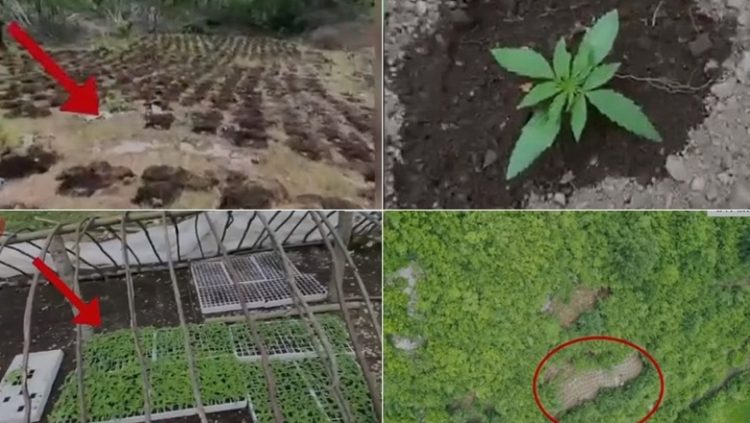 Operacion antikanabis në Shkodër, asgjësohen mbi 10 mijë bimë narkotike