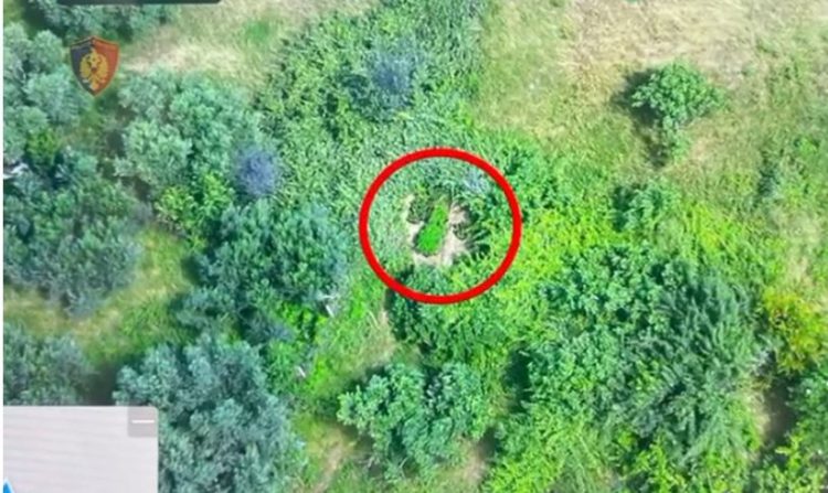 Kultivonin bimë narkotike, arrestohen babë e bir në Vlorë