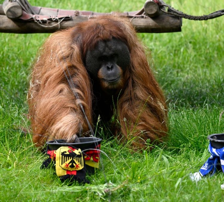 Euro2024, orangutangu orakull parashikon ndeshjen e parë të kampionatit
