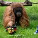 Euro2024, orangutangu orakull parashikon ndeshjen e parë të kampionatit