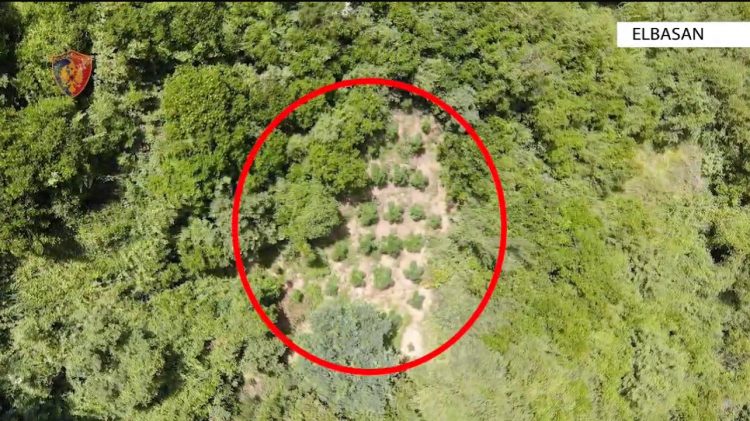 Elbasan/ Kultivoi kanabis, arrestohet 44-vjeçari, nis hetimi për xhaxhain e tij dhe kryeplakun e fshatit