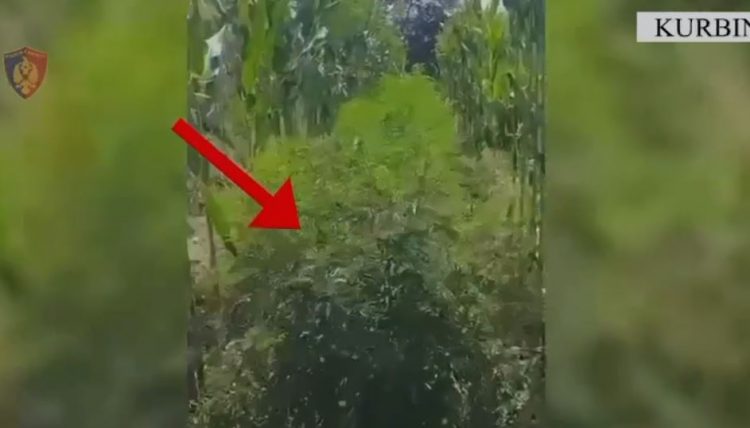 Emri/ Mes tokës me misër kishte mbjellë kanabis, një i arrestuar në Kurbin
